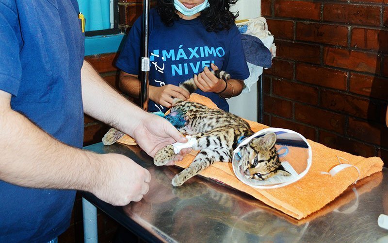 vet-animal-science-internship-learning-university-abroad-program International Internships for Veterinary & Animal Science Major
