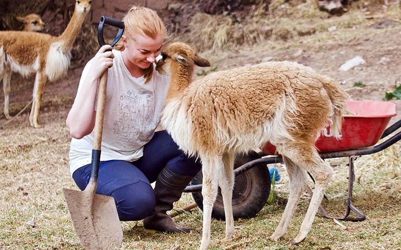 volunteer-abroad-alpaca-farm-program Volunteer with Llamas and Alpacas Abroad