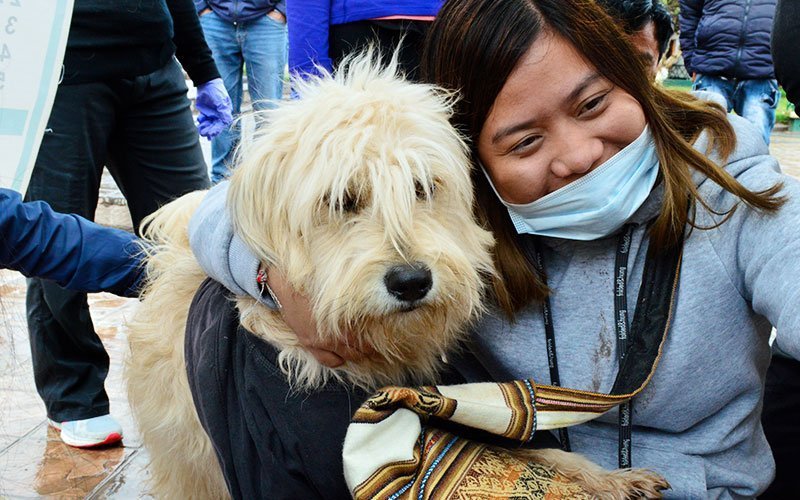 volunteer-abroad-animal-care-program Volunteer at Dogs and Cats Shelters Abroad