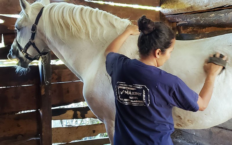 volunteer-abroad-equine-rehab-program Volunteer With Horses Abroad