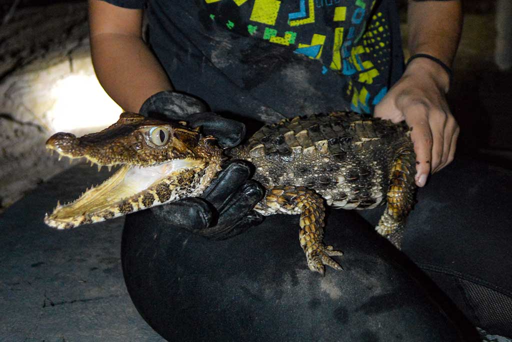volunteer-animals-amazon-conservation