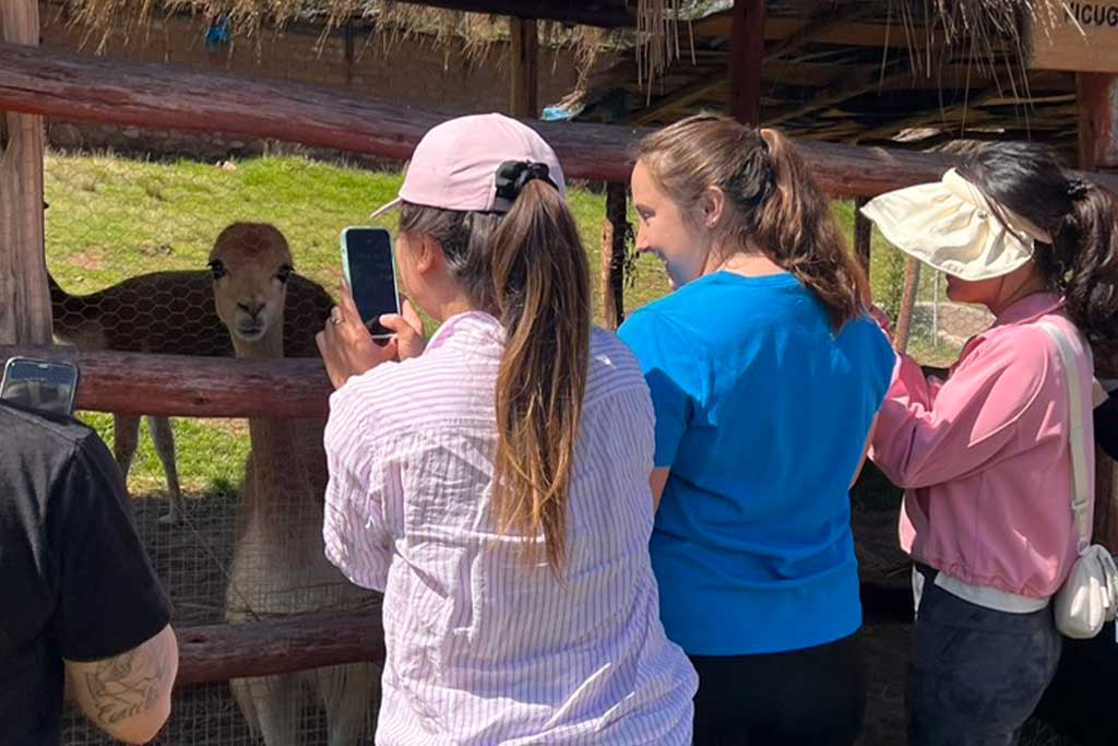volunteer-with-llama-alpacas-family